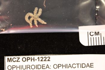 Media type: image;   Invertebrate Zoology OPH-1222